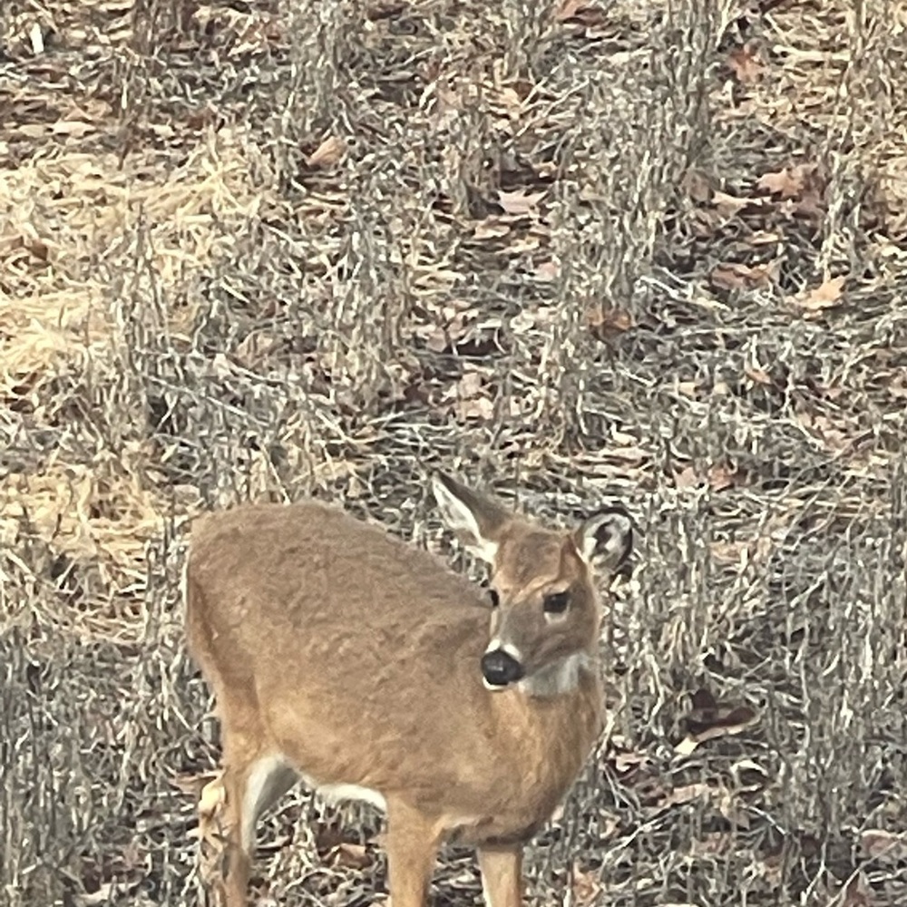 Meet your Posher, Emmalee
